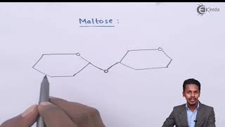 Glycosidic Linkage  Biomolecules  Chemistry Class 12 [upl. by Uttica]