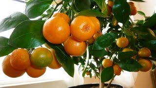 CALAMONDIN ORANGE Update  Best Indoor Citrus Plant  Miniature Orange  Part 2 [upl. by Ssur]