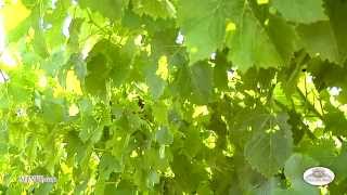 Why crews are pulling leaves off Grape Vines [upl. by Ahslek]