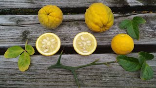 Trifoliate Orange or Hardy or Bitter Orange in Germany Poncirus trifoliata [upl. by Argela]