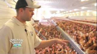 Organic Chicken Coop Tour of Wangsness Family Farm [upl. by Aillemac150]