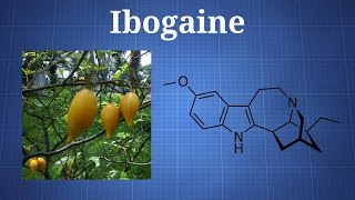 Ibogaine and Iboga What You Need To Know [upl. by Odrarej]