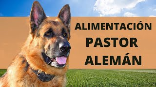 ¿CÓMO ALIMENTAR A TU PASTOR ALEMÁN NUTRICIÓN CACHORROS Y ADULTOS [upl. by Anilok193]