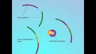 HIV Mechanisms of Action of Protease Inhibitors PIs [upl. by Claudette]