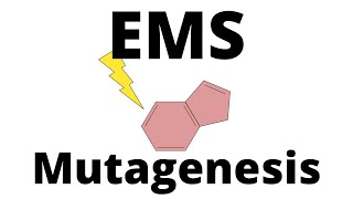 EMS Mutagenesis explained [upl. by Dihahs74]