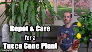 Yucca Cane Plant Transplant amp Info Yucca gigantea [upl. by Rehtae644]