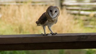 Barn Owl screeching [upl. by Jaquith]