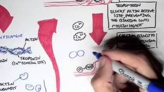 Myology  Skeletal Muscle Sarcomere Myosin and Actin [upl. by Gwenore]