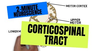 2Minute Neuroscience Corticospinal Tract [upl. by Nadnal250]