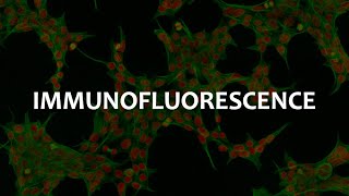 Immunofluorescence IF Immunohistochemistry IHC and Immunocytochemistry ICC [upl. by Sokin674]