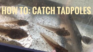 How To Catch Tadpoles Tutorial [upl. by Cilla]