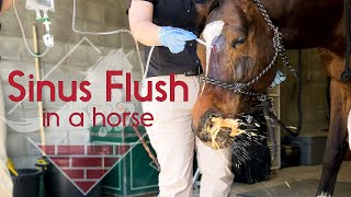 Flushing a Horses Sinus [upl. by Ycram]