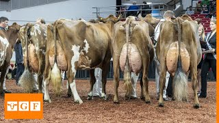 Top 8 Dairy Cattle Breeds İn the World [upl. by Iridis]