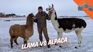 LLAMA VS ALPACA  Ep72  Llama Life [upl. by Witherspoon]