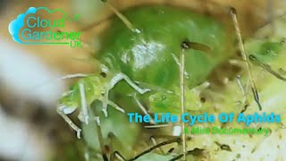 Life Cycle Of Aphids [upl. by Aivatnahs]