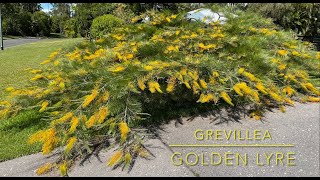 Grevillea Golden Lyre [upl. by Akisey]