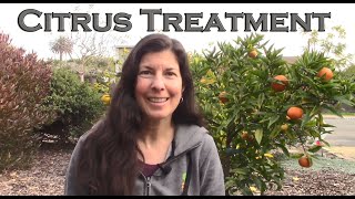 How to Fix Most Citrus Tree Problems  Our Signature Citrus Treatment [upl. by Faires424]