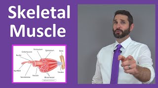 Skeletal Muscle Tissue Contraction Sarcomere Myofibril Anatomy Myology [upl. by Auqenes873]