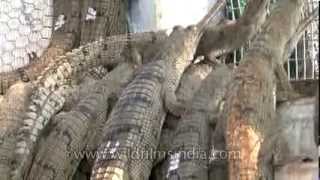 Gharial breeding along the Chambal river in India [upl. by Ardiedal]