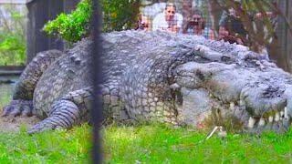 15 Abnormally Large Crocodiles That Actually Exist [upl. by Ecidnac]