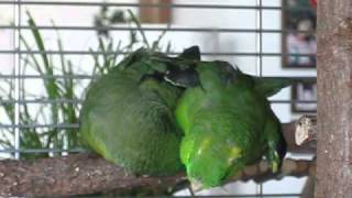 Lineolated Parakeets holding hands ♥♥♥ [upl. by Aryamoy595]