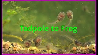 Tadpoles morphing into frogs [upl. by Bainbridge]