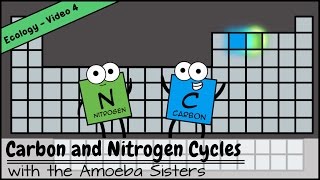 Carbon and Nitrogen Cycles [upl. by Averi]