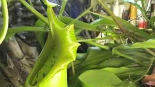 CARNIVOROUS PLANTS CAN EAT MICE [upl. by Francesca]