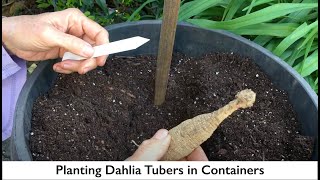 84 Planting Dahlia Tubers in Pots amp Containers [upl. by Eniamurt824]