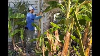 How to Care for Your Banana Plants [upl. by Anhcar]