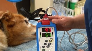 How to Obtain a Pulse Oximetry Reading [upl. by Bartholomeo]