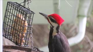 Pileated Woodpecker Call [upl. by Meier419]