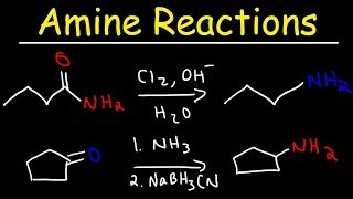 Amine Synthesis Reactions [upl. by Fletch]