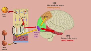 visual cortex [upl. by Friedlander]