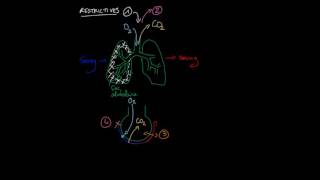 Les différents types de pathologies pulmonaires [upl. by Theresina516]