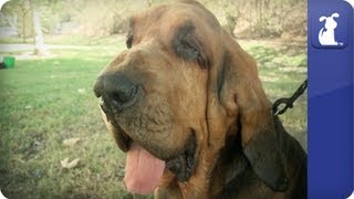 Bloodhound  Doglopedia [upl. by Edee940]