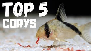 Top 5 Cory Catfish for Beginners [upl. by Eissalc]