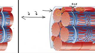 Sarcoplasmic Reticulum and T Tubules [upl. by Nirtiac]