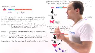 Tryptophan Operon [upl. by Penn]