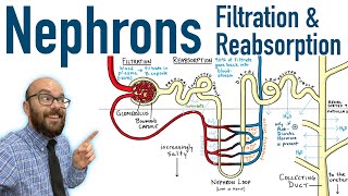 Nephrons  Filtration and Reabsorption Basics [upl. by Beghtol]