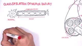 Neurology  Nerve Damage and Regeneration [upl. by Giwdul]