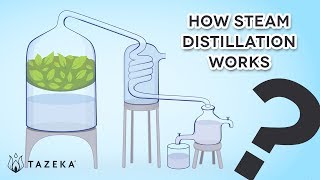 How Steam Distillation Works [upl. by Harrat164]