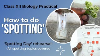 How to do SPOTTING  Biology Practical Class 12 [upl. by Ecinerev458]