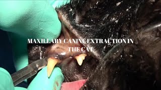 Veterinary Dentist EXPLAINS Tooth Extraction of a Maxillary Canine in a Cat [upl. by Buttaro]