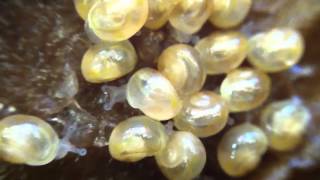 Newly hatched baby snails [upl. by Rosco692]