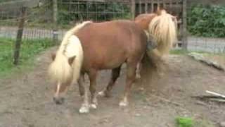 Shetlandpony Meta wordt gedekt door Jonas [upl. by Balduin363]