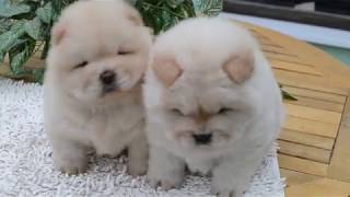 Chowchow pups [upl. by Flint]