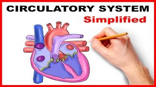 Circulatory System Physiology Heart Simplified [upl. by Emorej]