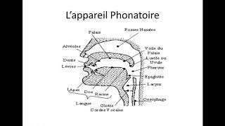 La Phonétique 1 L’appareil phonatoire [upl. by Yenrab]