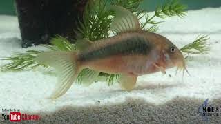 How to Care for Corydoras Eggs and fry [upl. by Warfeld]